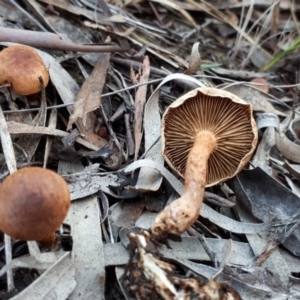 zz agaric (stem; gills not white/cream) at Canberra Central, ACT - 23 Jun 2018 02:49 PM