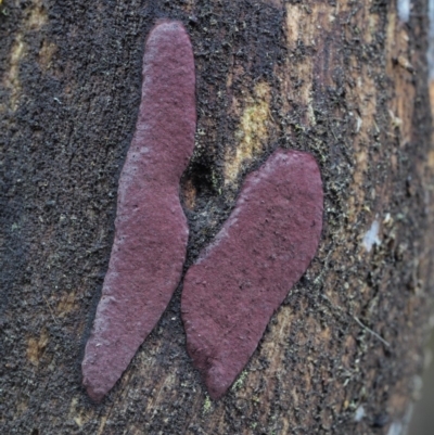 Hypoxylon sp. at Namadgi National Park - 21 Jun 2018 by KenT