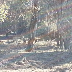 Osphranter robustus robustus at Majura, ACT - 23 Jun 2018