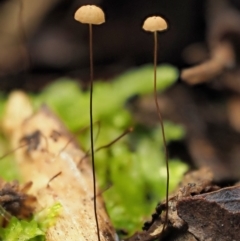 Marasmius crinisequi (Horse-hair fungus) at Cotter River, ACT - 21 Jun 2018 by KenT