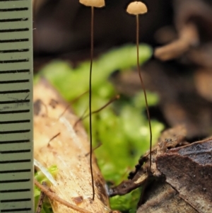 Marasmius crinisequi at Cotter River, ACT - 21 Jun 2018