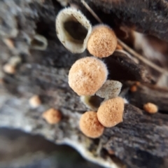 Nidula sp. (A bird's nest fungus) at Bruce, ACT - 23 Jun 2018 by purple66