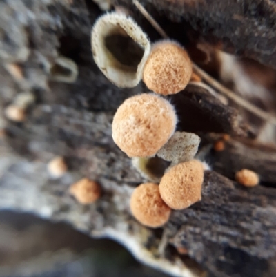 Nidula sp. (A bird's nest fungus) at Bruce, ACT - 23 Jun 2018 by purple66