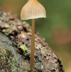 Mycena sp. (Mycena) at Cotter River, ACT - 21 Jun 2018 by KenT