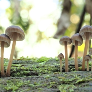 Mycena sp. at Cotter River, ACT - 20 Jun 2018