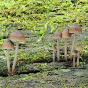 Mycena sp. at Cotter River, ACT - 20 Jun 2018