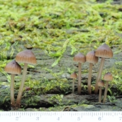 Mycena sp. at Cotter River, ACT - 20 Jun 2018