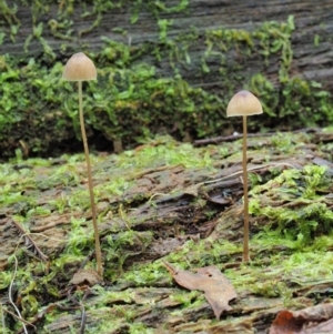 Mycena sp. at Cotter River, ACT - 20 Jun 2018 11:47 AM