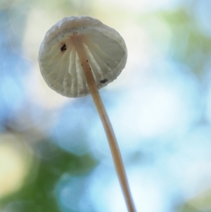 Mycena sp. at Cotter River, ACT - 20 Jun 2018