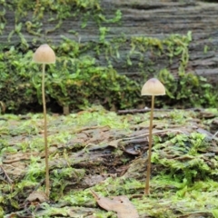 Mycena sp. at Cotter River, ACT - 20 Jun 2018