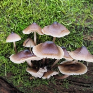 Mycena sp. at Cotter River, ACT - 20 Jun 2018