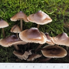 Mycena sp. at Cotter River, ACT - 20 Jun 2018