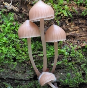 Mycena sp. at Cotter River, ACT - 20 Jun 2018