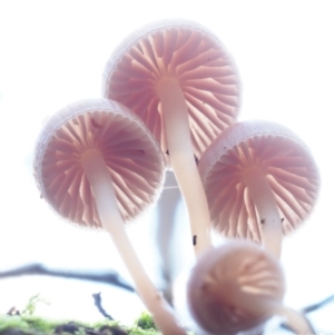 Mycena sp. at Cotter River, ACT - 20 Jun 2018 02:31 PM