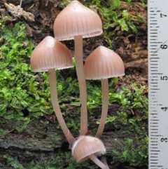 Mycena sp. at Cotter River, ACT - 20 Jun 2018