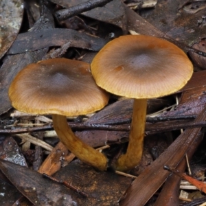 Cortinarius sp. at Cotter River, ACT - 21 Jun 2018 12:04 PM