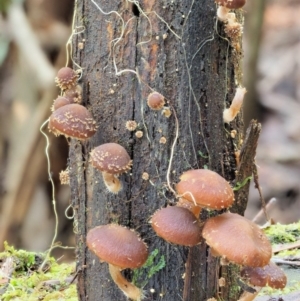 Psathyrella echinata at Uriarra Village, ACT - 20 Jun 2018 02:31 PM