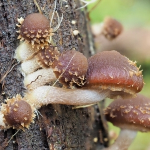 Psathyrella echinata at Uriarra Village, ACT - 20 Jun 2018