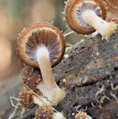 Psathyrella echinata at Uriarra Village, ACT - 20 Jun 2018