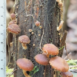 Psathyrella echinata at Uriarra Village, ACT - 20 Jun 2018