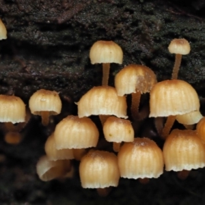 Xeromphalina leonina at Uriarra Village, ACT - 20 Jun 2018