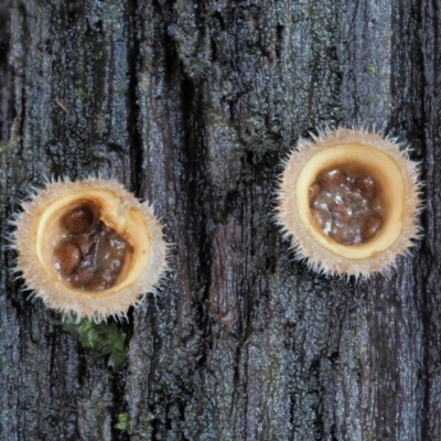 Nidula niveotomentosa (A birds-nest fungus) at Namadgi National Park - 21 Jun 2018 by KenT