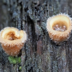 Nidula niveotomentosa at Cotter River, ACT - 21 Jun 2018 01:48 PM