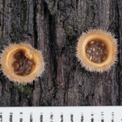 Nidula niveotomentosa at Cotter River, ACT - 21 Jun 2018 01:48 PM