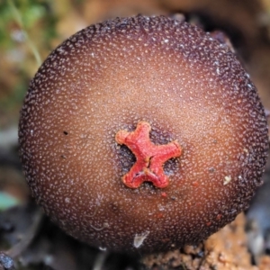 Calostoma fuscum at Cotter River, ACT - 21 Jun 2018 10:36 AM