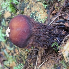 Calostoma fuscum at Cotter River, ACT - 21 Jun 2018 10:36 AM