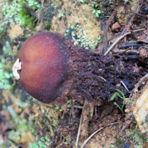 Calostoma fuscum at Cotter River, ACT - 21 Jun 2018 10:36 AM