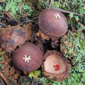 Calostoma fuscum at Cotter River, ACT - 21 Jun 2018