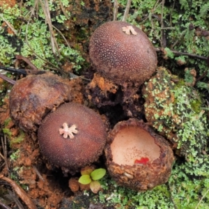 Calostoma fuscum at Cotter River, ACT - 21 Jun 2018