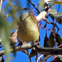 Acanthiza reguloides at Macarthur, ACT - 23 Jun 2018