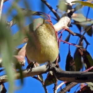 Acanthiza reguloides at Macarthur, ACT - 23 Jun 2018