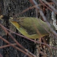 Acanthiza reguloides at Macarthur, ACT - 23 Jun 2018