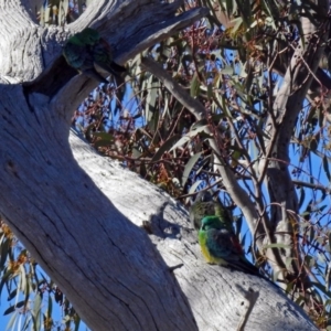 Psephotus haematonotus at Gilmore, ACT - 23 Jun 2018