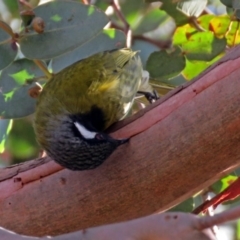 Nesoptilotis leucotis (White-eared Honeyeater) at Macarthur, ACT - 23 Jun 2018 by RodDeb