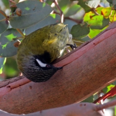 Nesoptilotis leucotis (White-eared Honeyeater) at Macarthur, ACT - 23 Jun 2018 by RodDeb