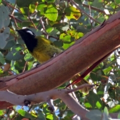 Nesoptilotis leucotis at Macarthur, ACT - 23 Jun 2018