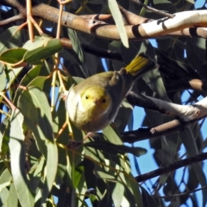 Ptilotula penicillata at Macarthur, ACT - 23 Jun 2018