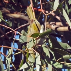 Ptilotula penicillata at Macarthur, ACT - 23 Jun 2018