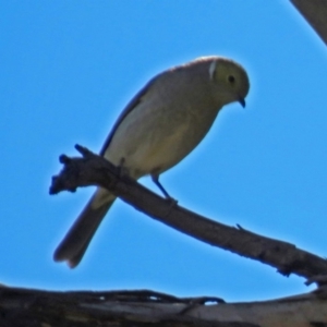 Ptilotula penicillata at Macarthur, ACT - 23 Jun 2018