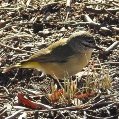 Acanthiza chrysorrhoa (Yellow-rumped Thornbill) at Macarthur, ACT - 23 Jun 2018 by RodDeb