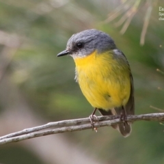 Eopsaltria australis (Eastern Yellow Robin) at Ulladulla, NSW - 18 Sep 2015 by CharlesDove