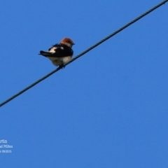 Petrochelidon ariel (Fairy Martin) at Croobyar, NSW - 14 Sep 2015 by Charles Dove