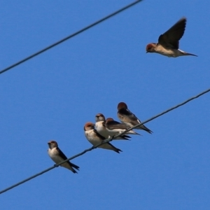 Petrochelidon ariel at Croobyar, NSW - 15 Sep 2015 12:00 AM