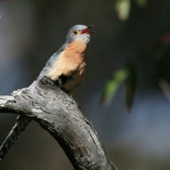 Cacomantis flabelliformis (Fan-tailed Cuckoo) at Ulladulla, NSW - 14 Sep 2015 by Charles Dove