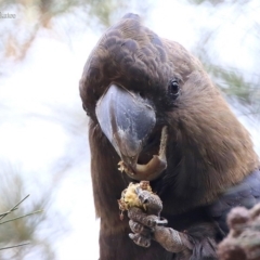Calyptorhynchus lathami lathami (Glossy Black-Cockatoo) at Lake Conjola, NSW - 16 Sep 2015 by CharlesDove