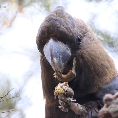 Calyptorhynchus lathami lathami (Glossy Black-Cockatoo) at Lake Conjola, NSW - 16 Sep 2015 by CharlesDove